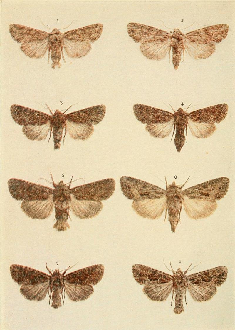 Moths of the British Isles Plate131