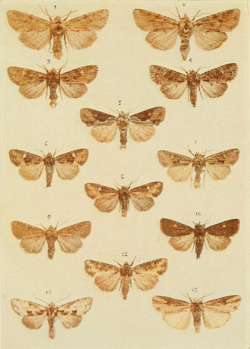 Moths of the British Isles Plate132