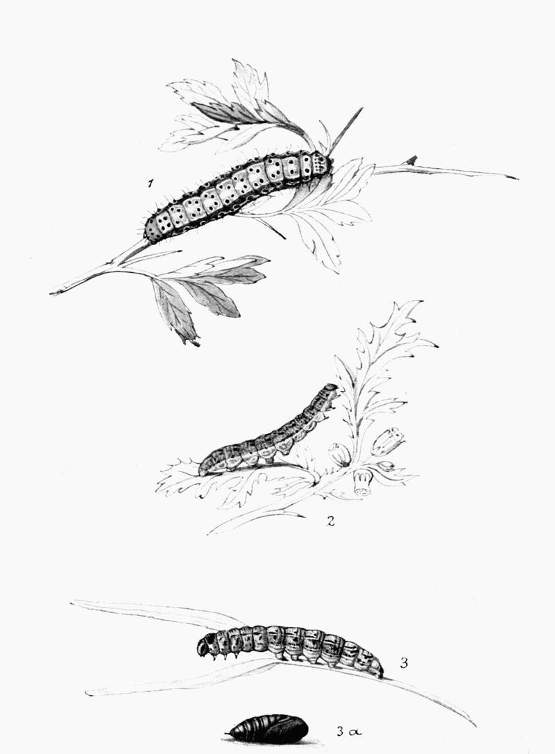 Moths of the British Isles Plate133