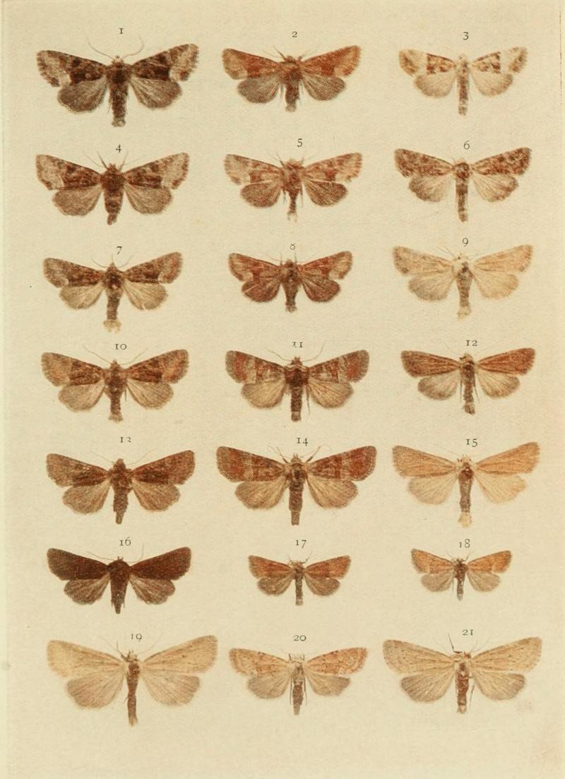 Moths of the British Isles Plate134