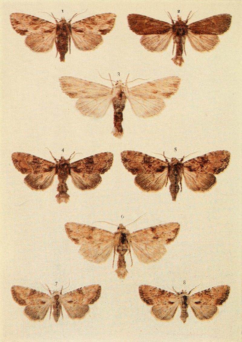 Moths of the British Isles Plate135