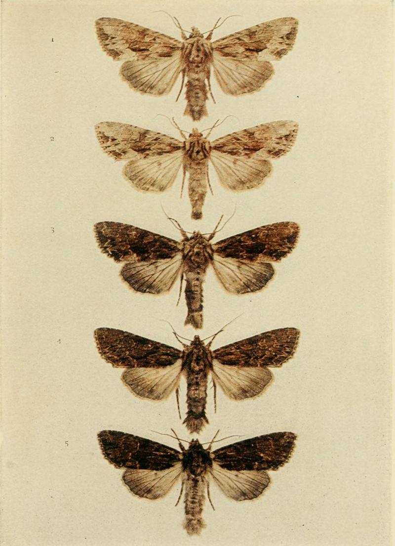 Moths of the British Isles Plate136