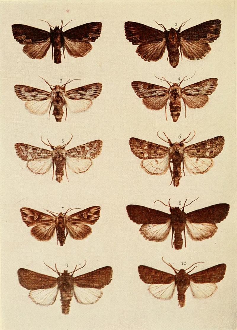 Moths of the British Isles Plate137