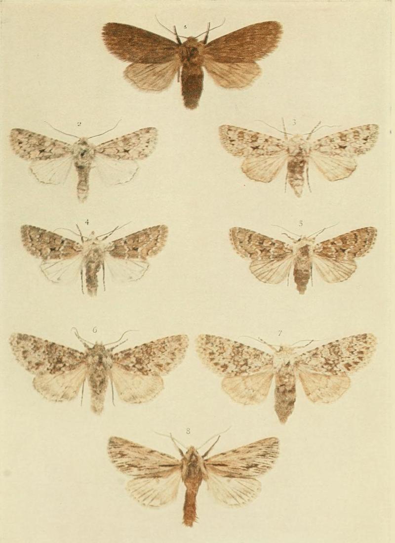 Moths of the British Isles Plate138