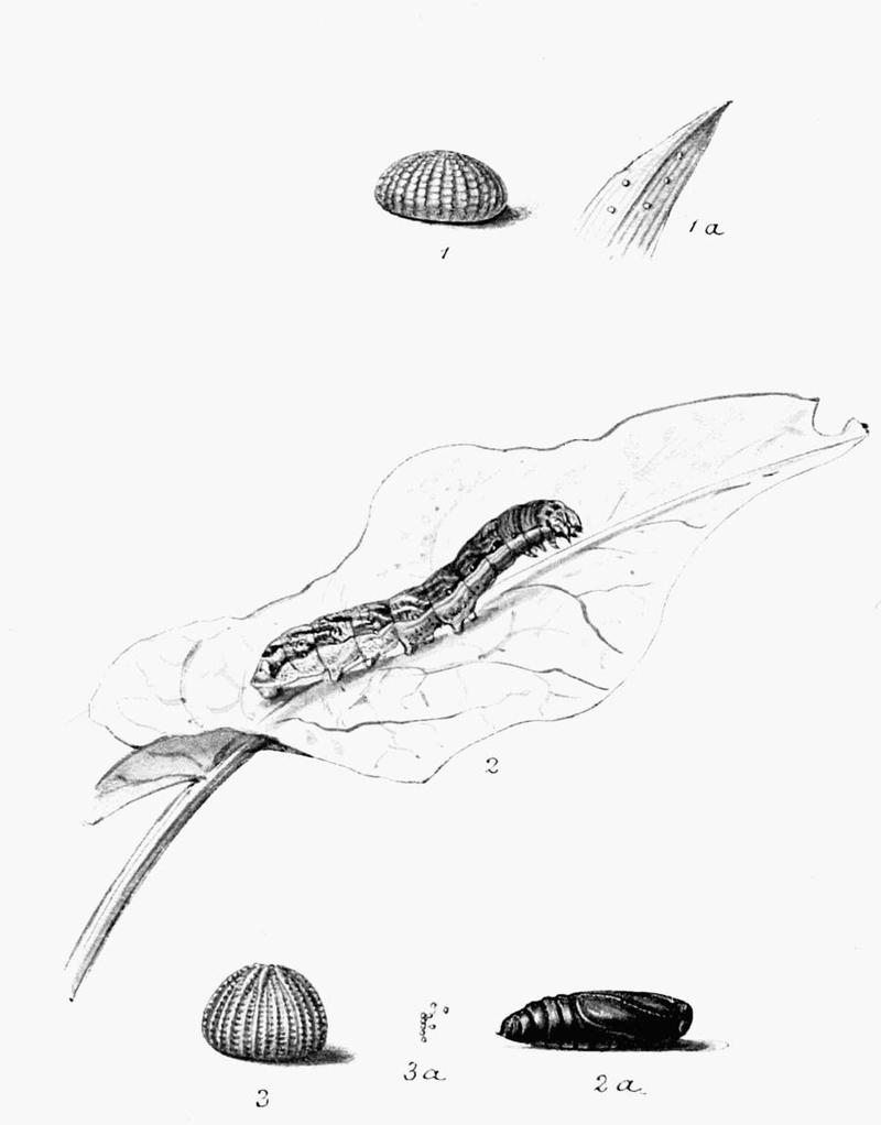 Moths of the British Isles Plate139
