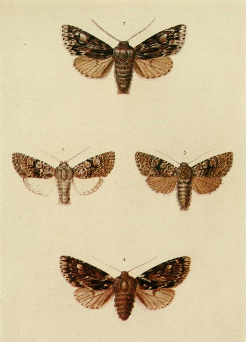 Moths of the British Isles Plate140