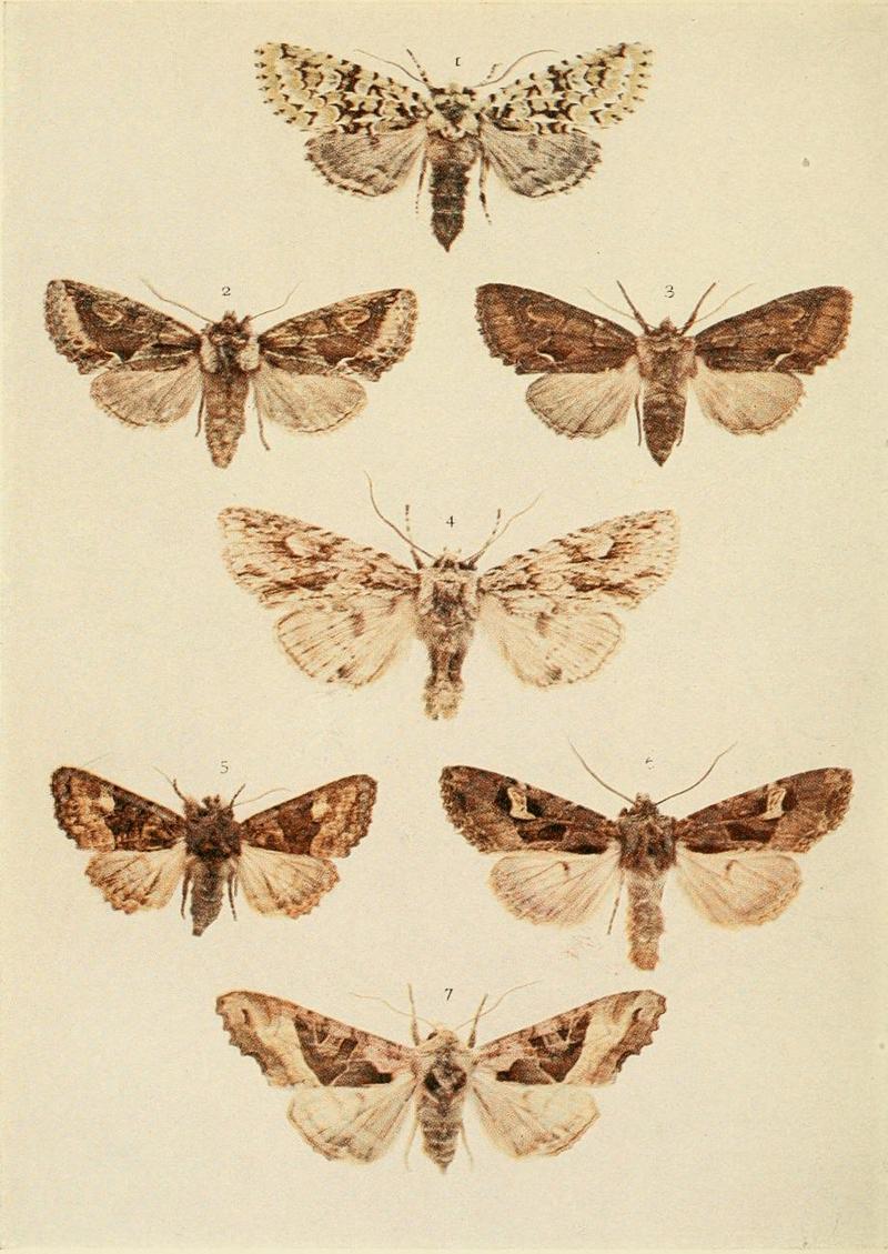 Moths of the British Isles Plate141