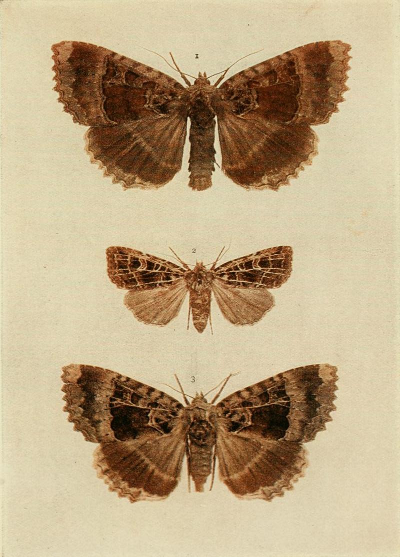 Moths of the British Isles Plate142