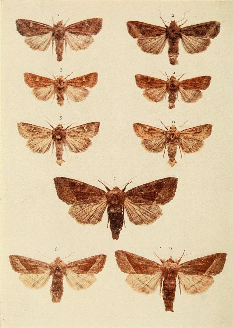 Moths of the British Isles Plate143