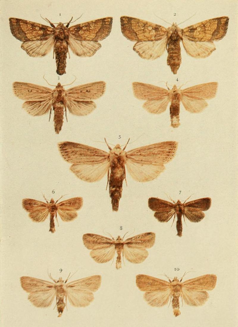 Moths of the British Isles Plate144