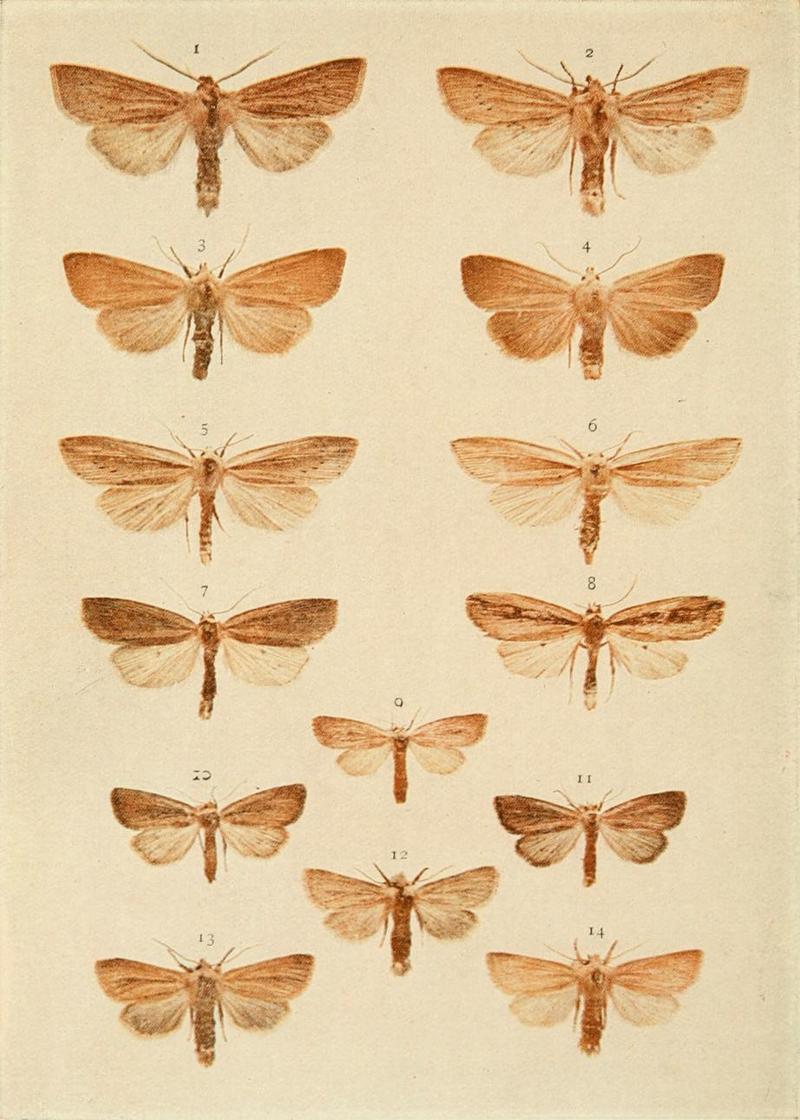 Moths of the British Isles Plate145