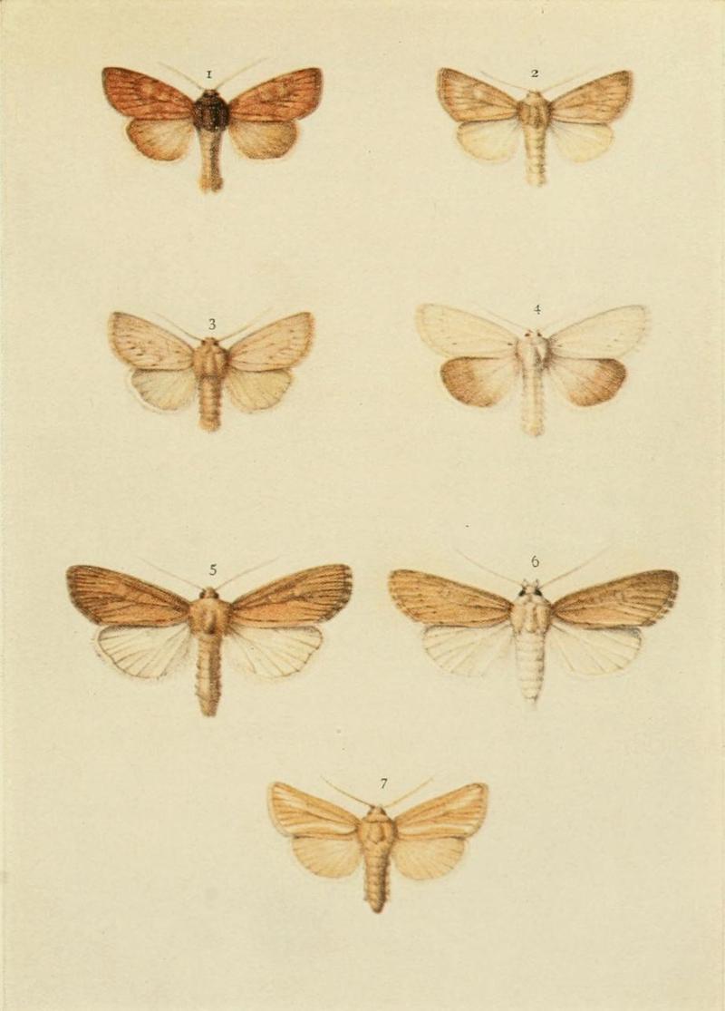 Moths of the British Isles Plate146