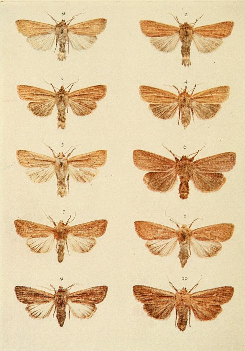 Moths of the British Isles Plate147