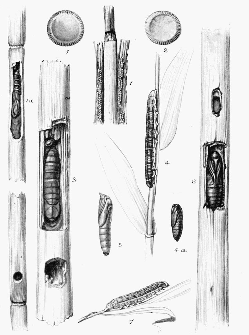 Moths of the British Isles Plate148