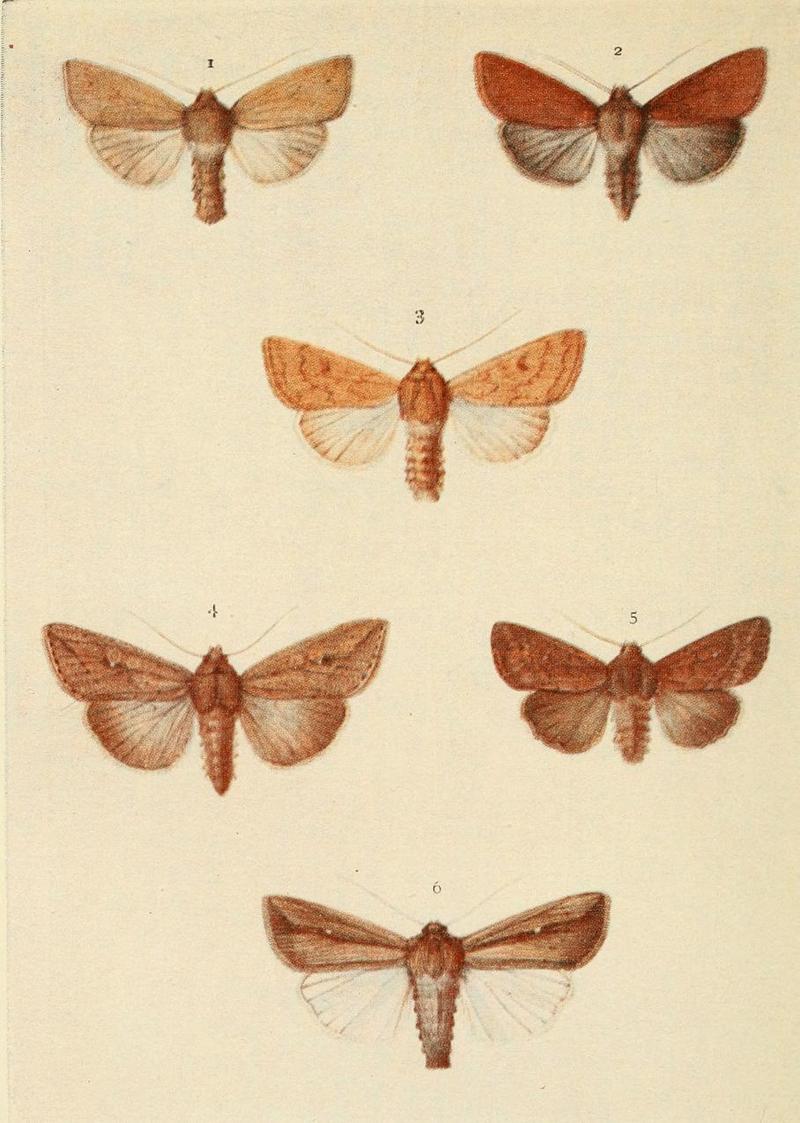 Moths of the British Isles Plate149