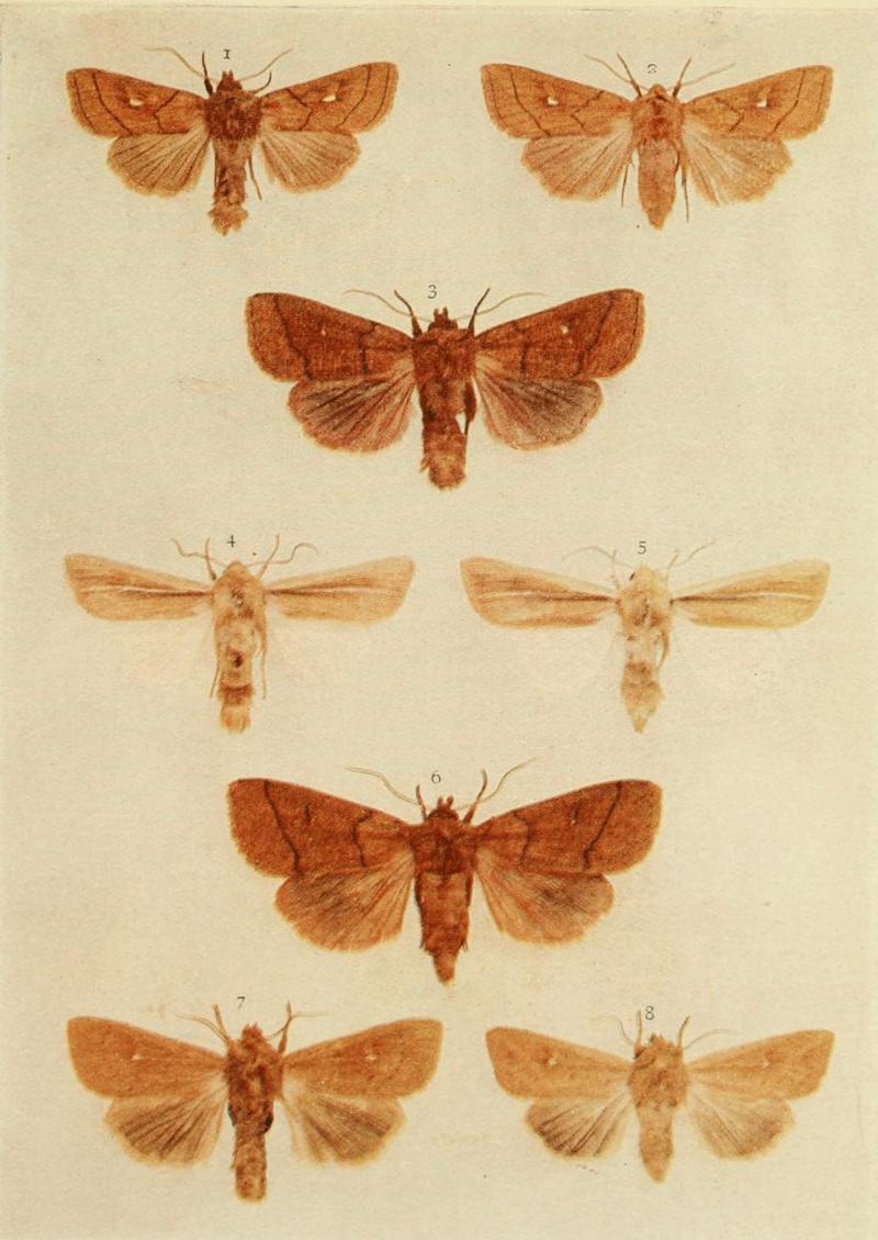 Moths of the British Isles Plate150