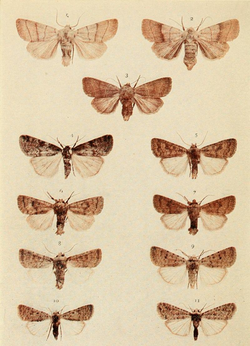 Moths of the British Isles Plate151