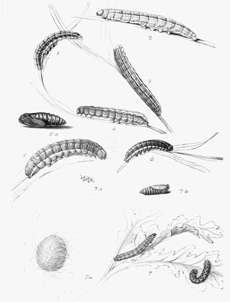 Moths of the British Isles Plate152