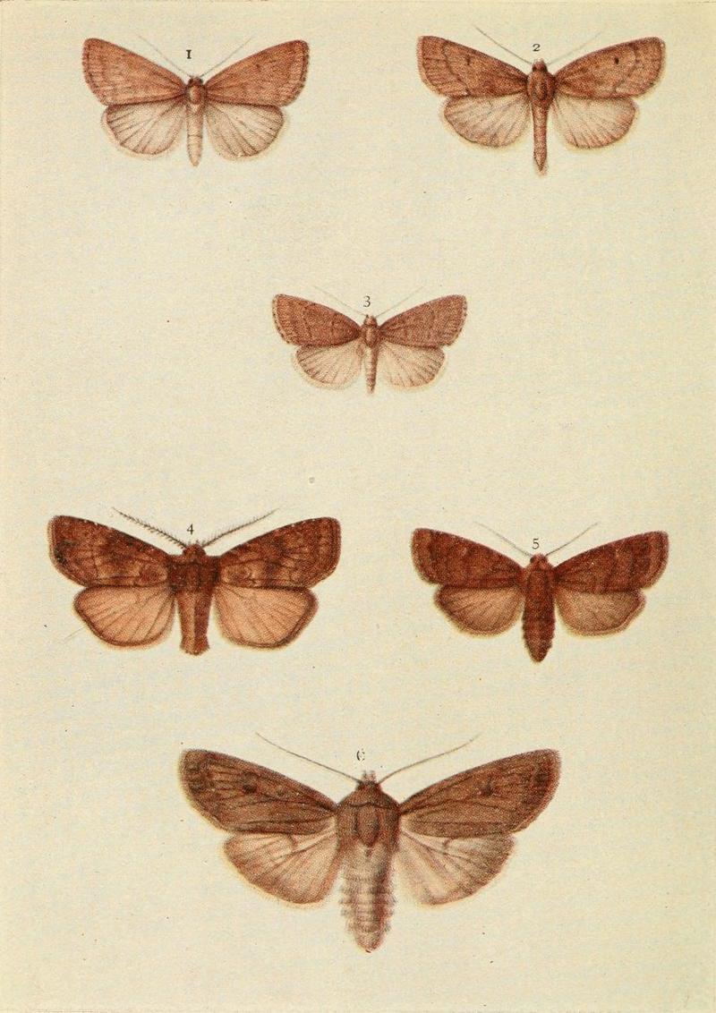 Moths of the British Isles Plate153