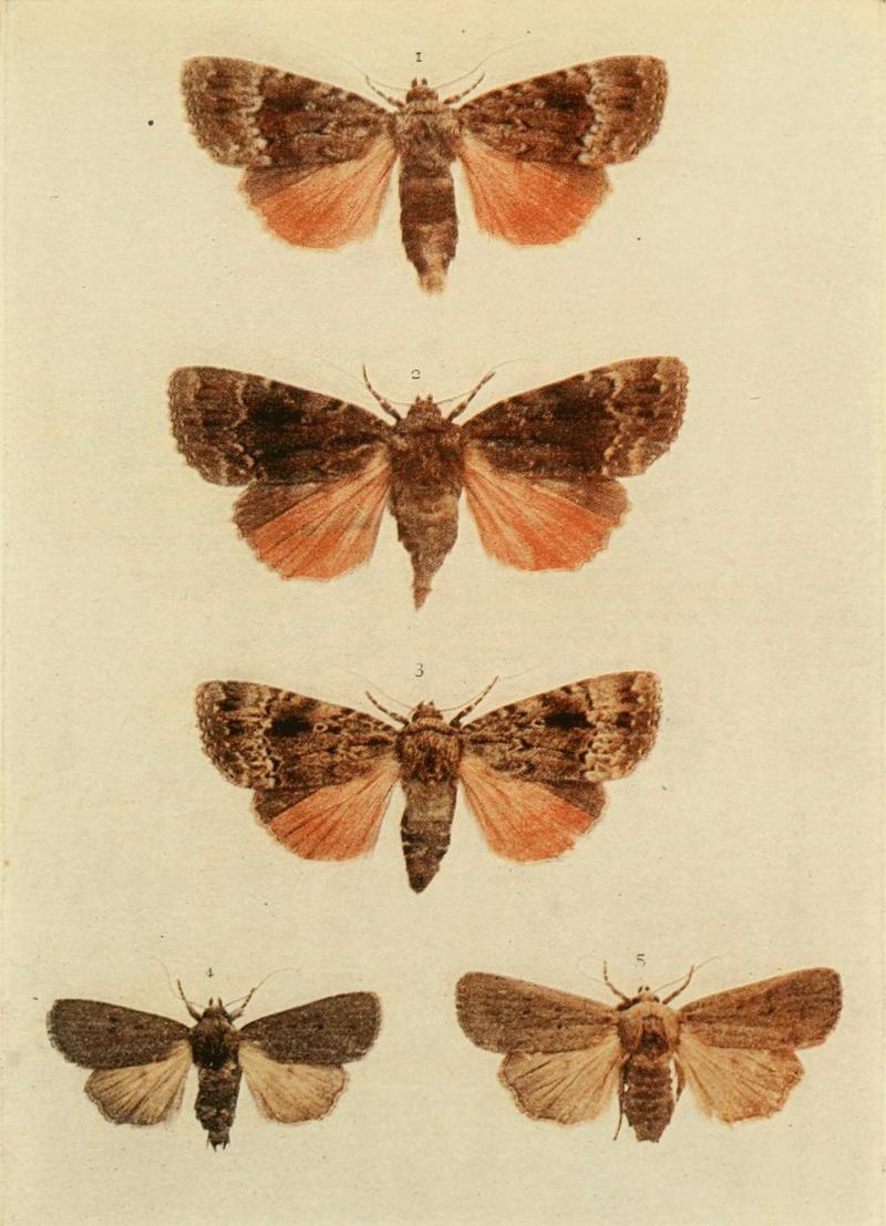 Moths of the British Isles Plate154