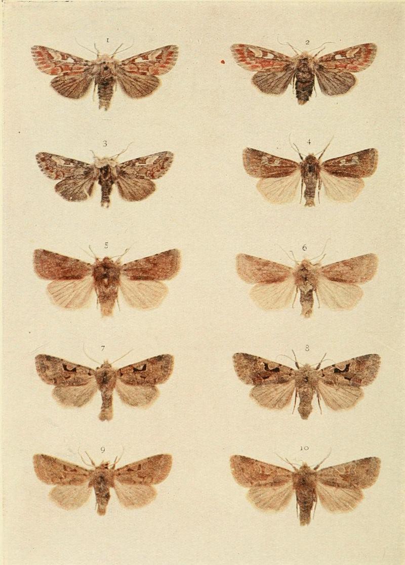 Moths of the British Isles Plate155