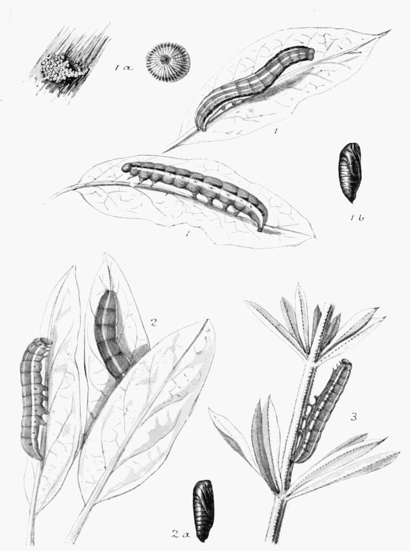 Moths of the British Isles Plate156