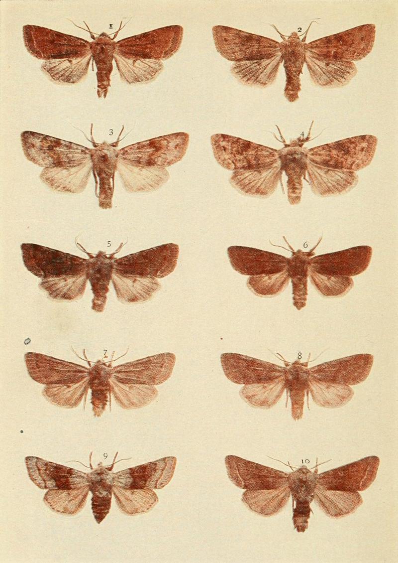Moths of the British Isles Plate157