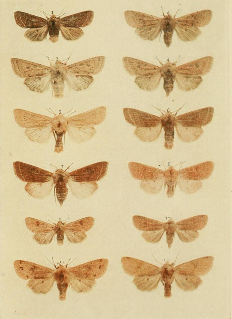 Moths of the British Isles Plate158