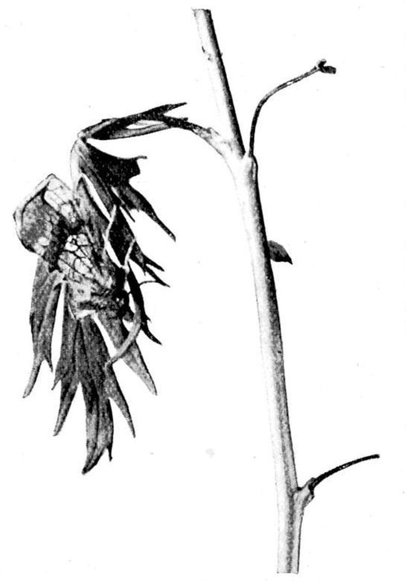 Moths of the British Isles Series2 Fig02