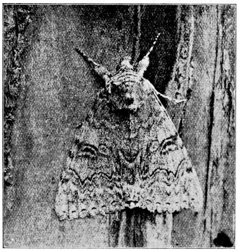Moths of the British Isles Series2 Fig03
