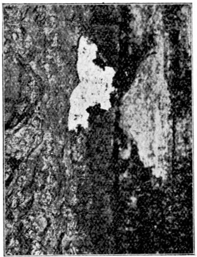 Moths of the British Isles Series2 Fig04