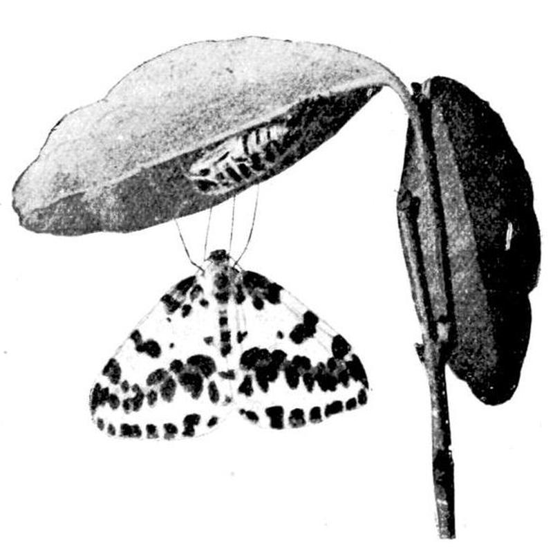 Moths of the British Isles Series2 Fig06