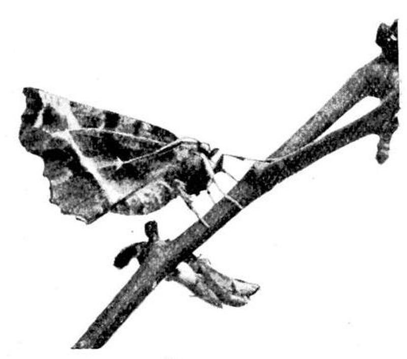 Moths of the British Isles Series2 Fig07