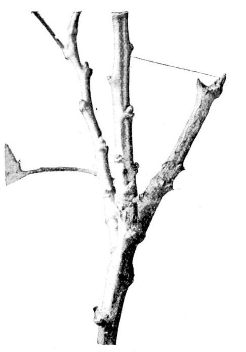 Moths of the British Isles Series2 Fig08