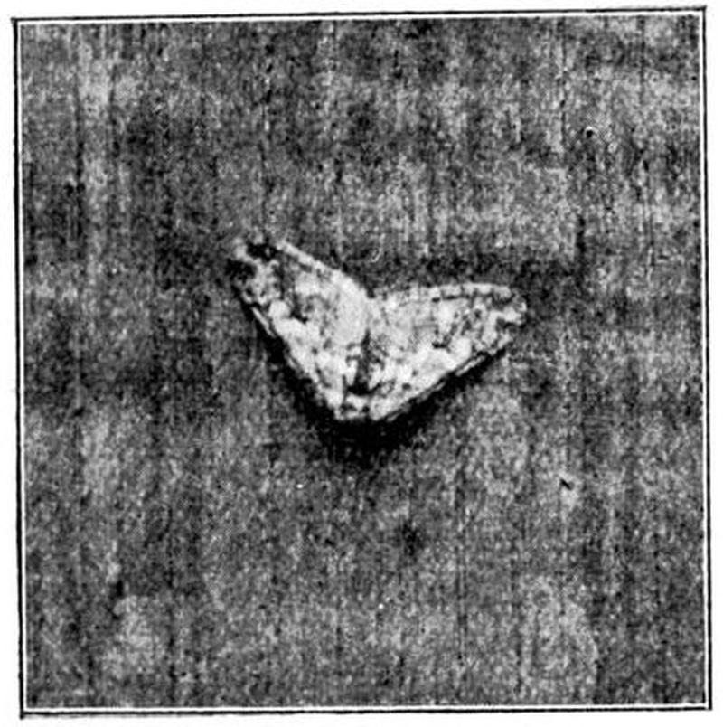 Moths of the British Isles Series2 Fig09