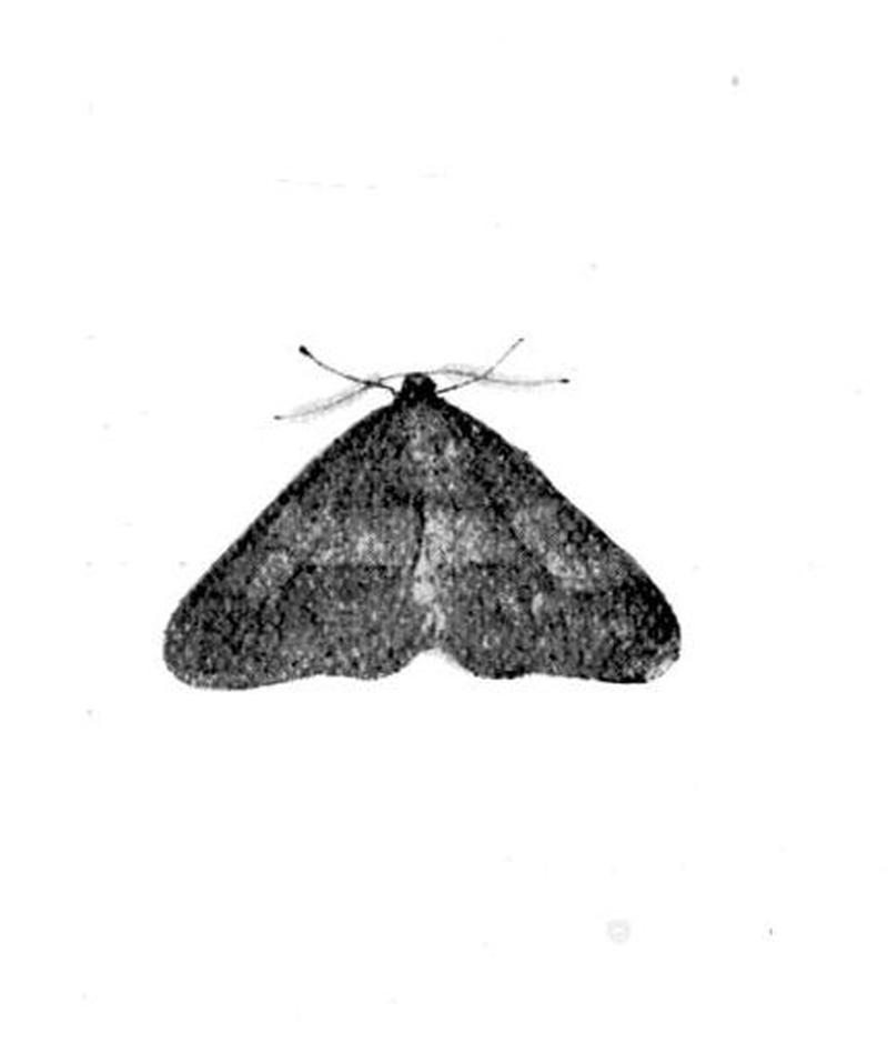Moths of the British Isles Series2 Fig10