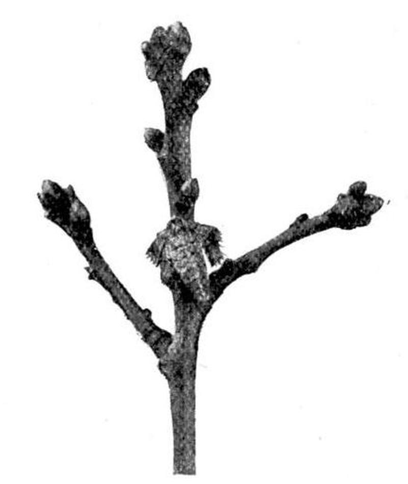 Moths of the British Isles Series2 Fig11