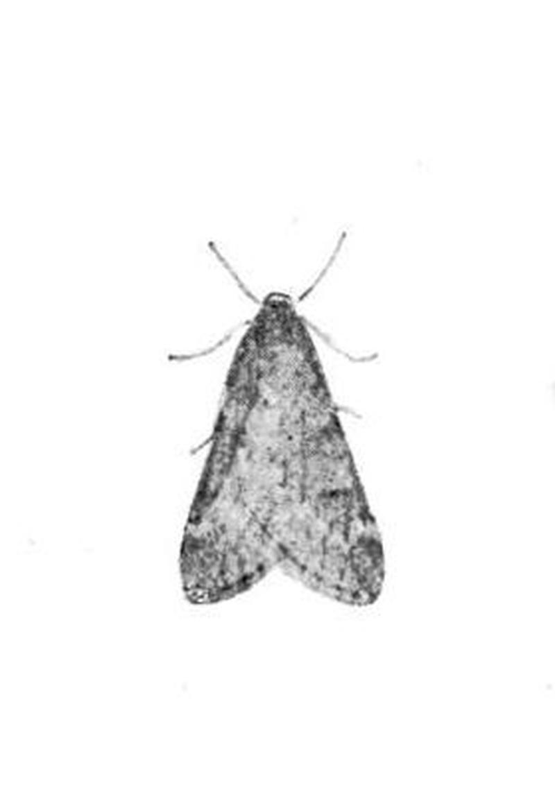 Moths of the British Isles Series2 Fig12