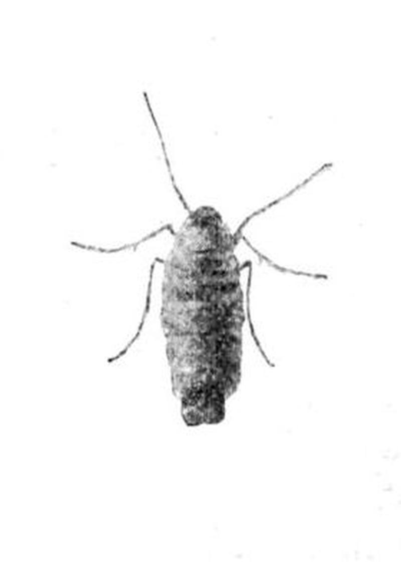 Moths of the British Isles Series2 Fig13