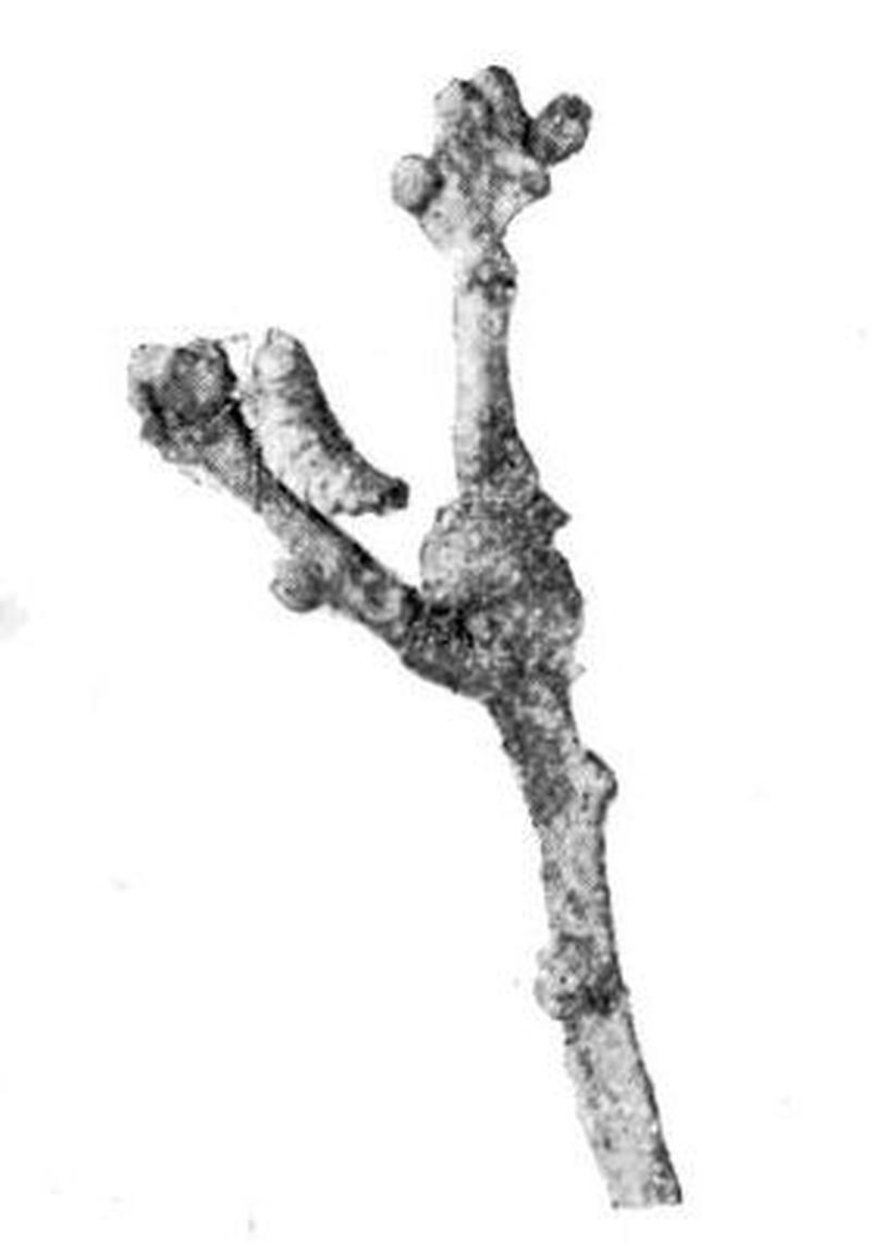 Moths of the British Isles Series2 Fig14