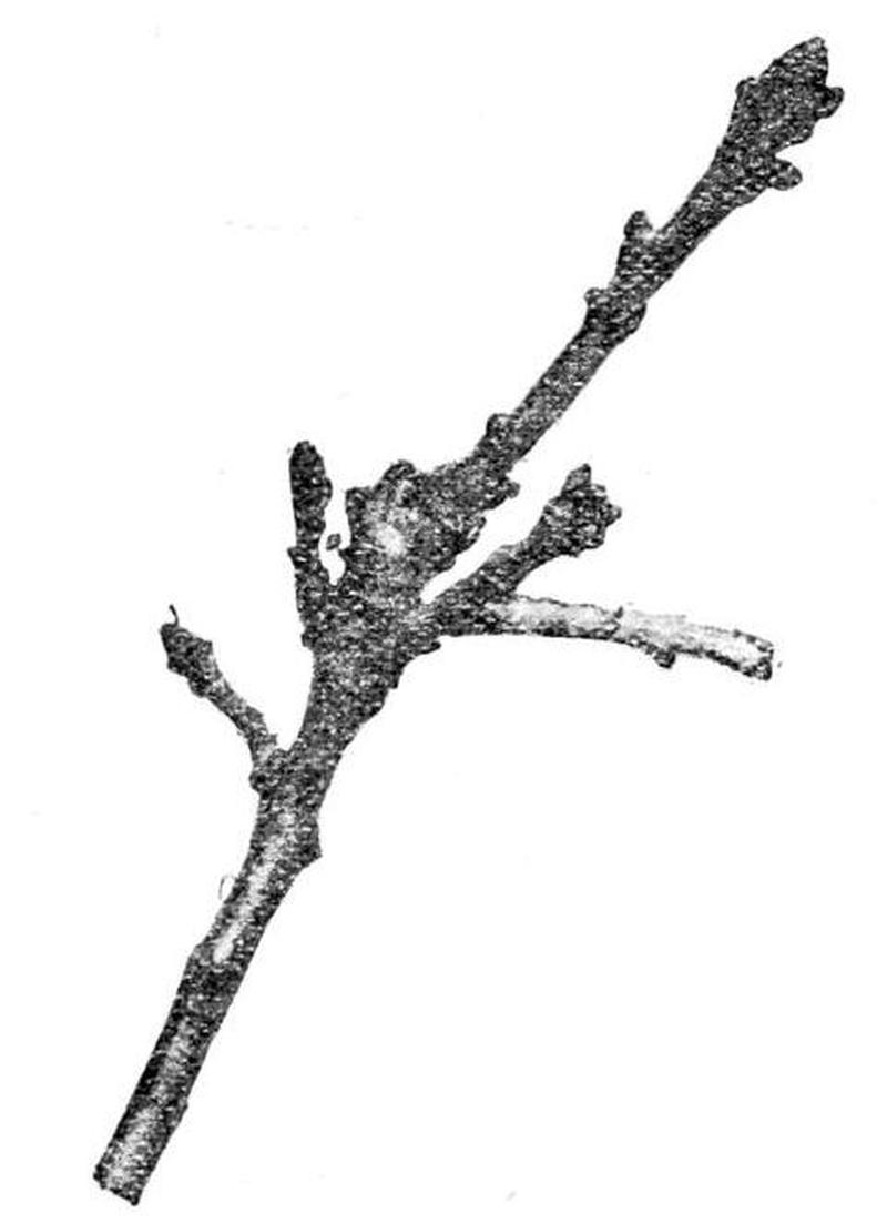 Moths of the British Isles Series2 Fig18