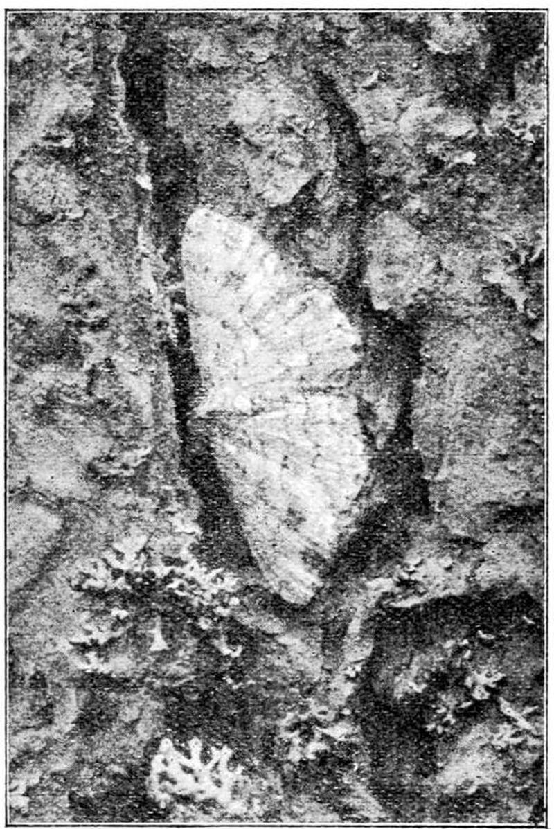 Moths of the British Isles Series2 Fig19