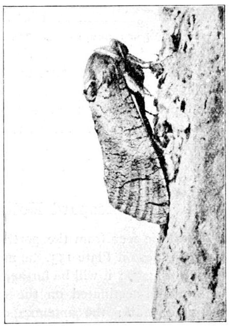 Moths of the British Isles Series2 Fig20