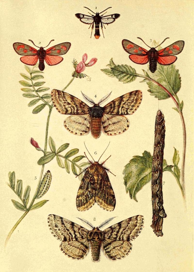 Moths of the British Isles Series2 Plate001