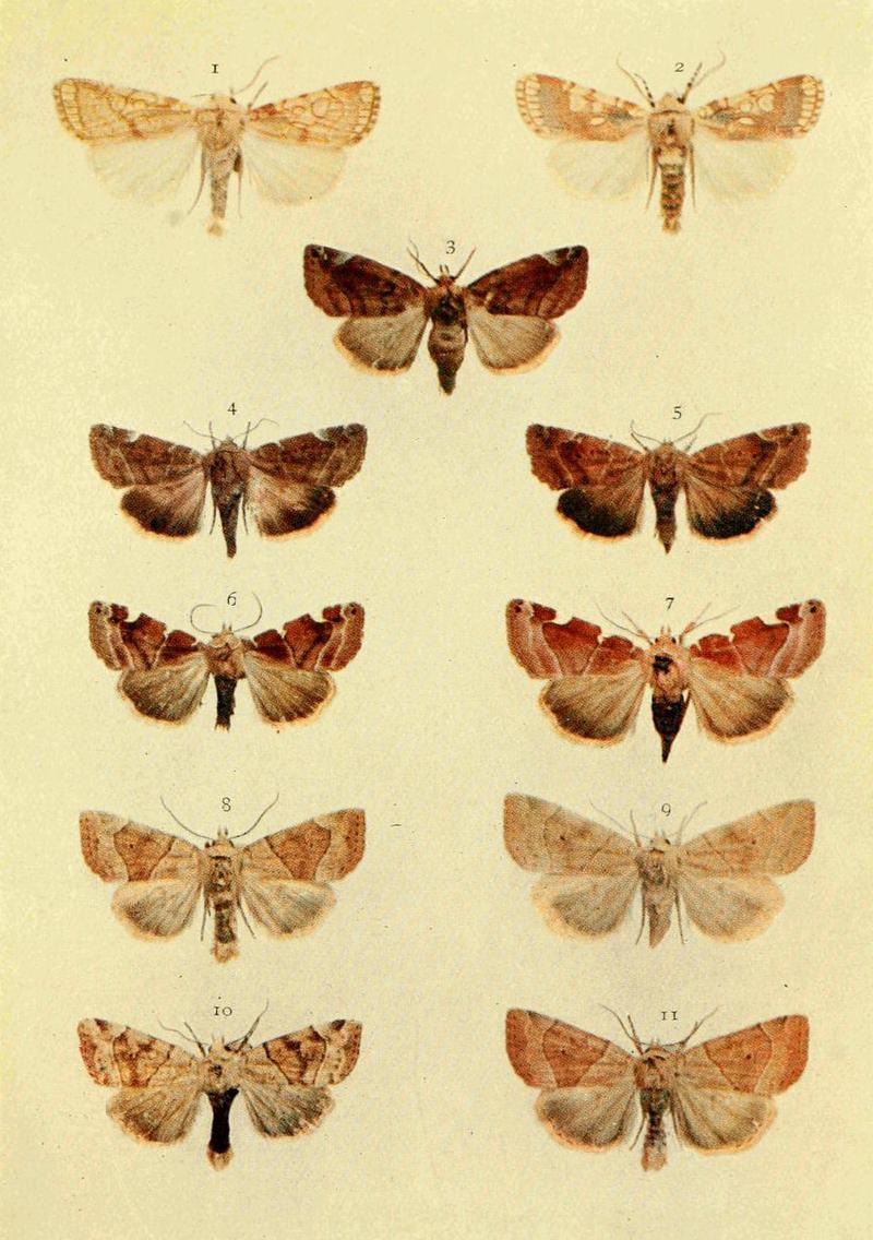Moths of the British Isles Series2 Plate002