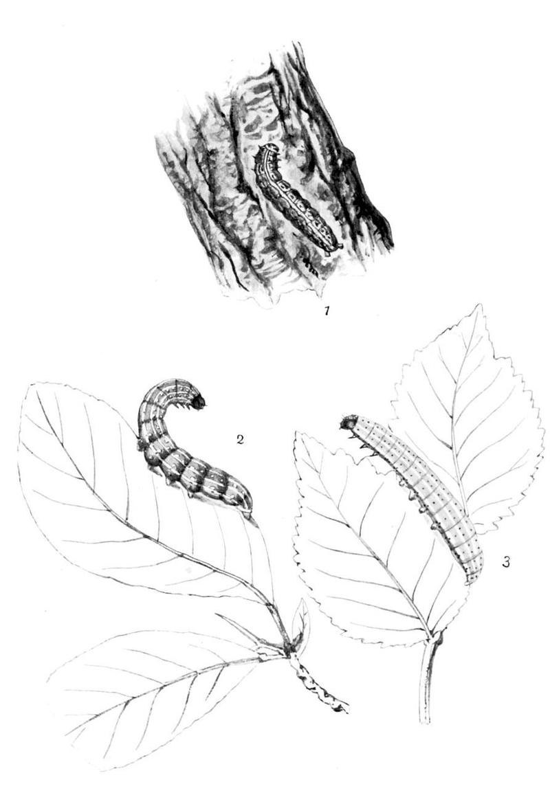 Moths of the British Isles Series2 Plate003