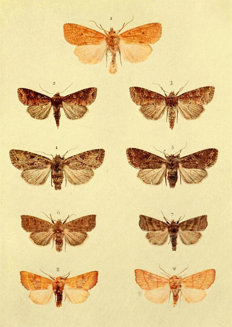 Moths of the British Isles Series2 Plate004