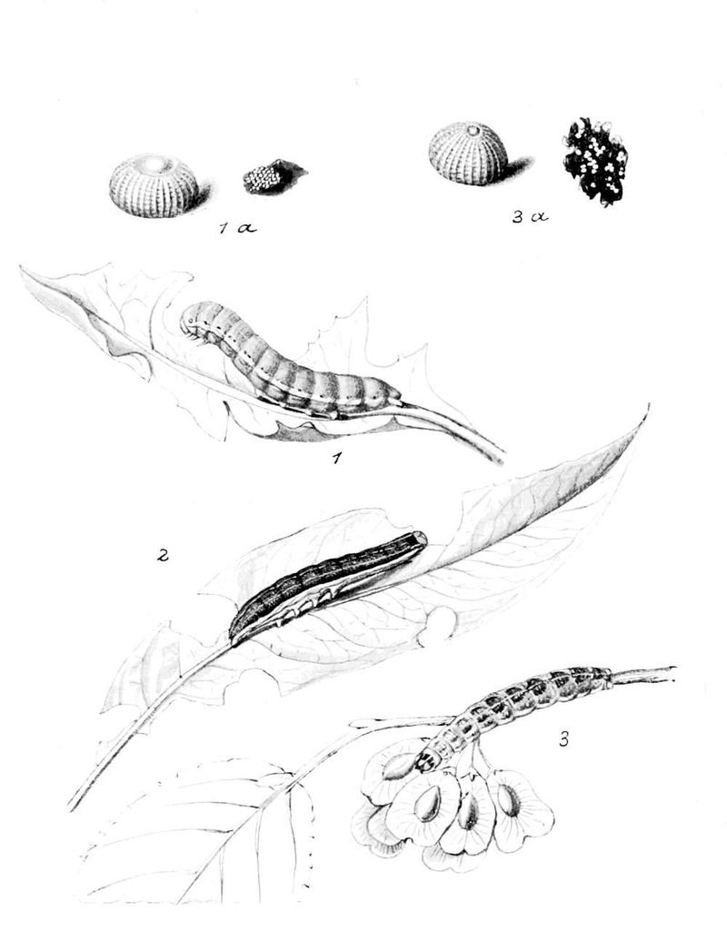 Moths of the British Isles Series2 Plate005