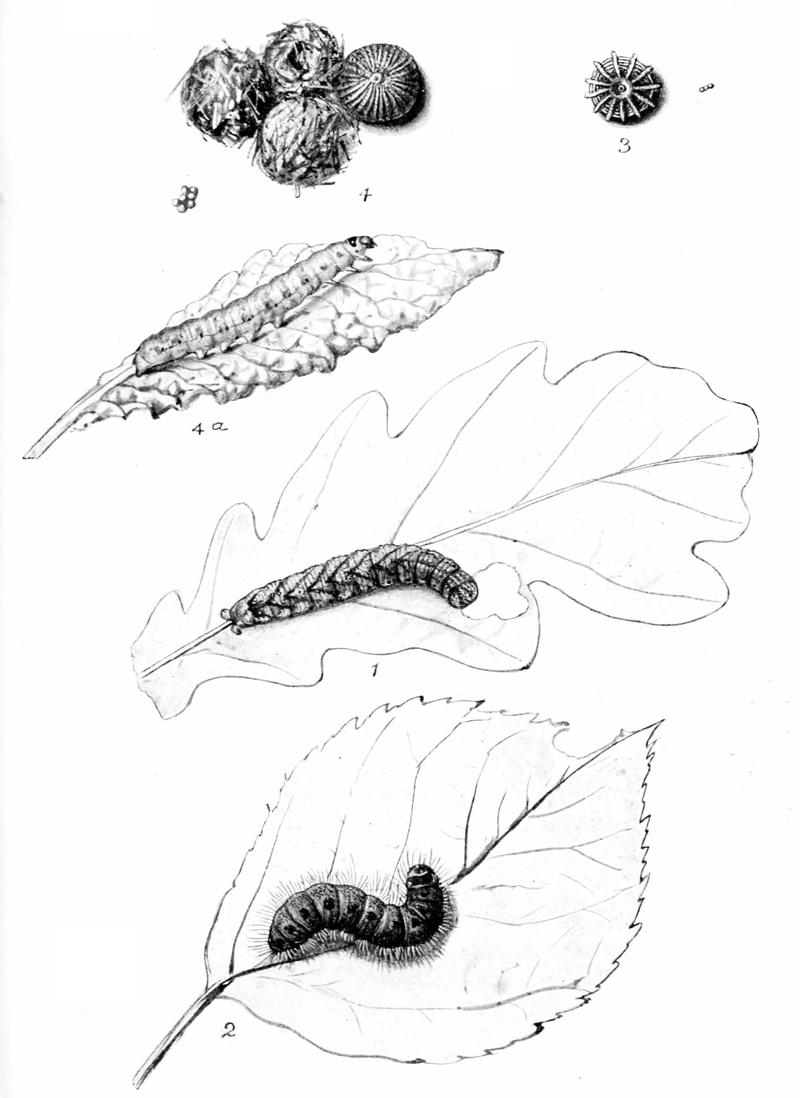 Moths of the British Isles Series2 Plate006