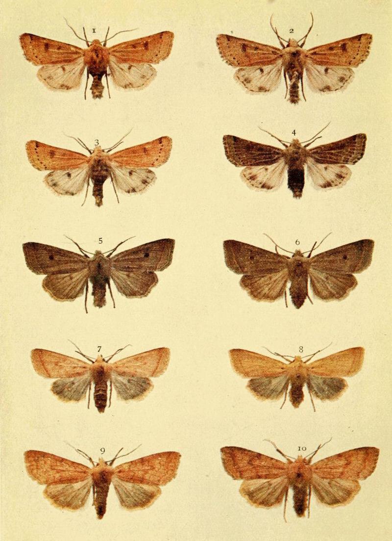 Moths of the British Isles Series2 Plate007